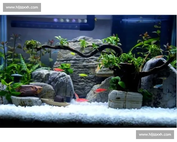 水草造景艺术大赛探索自然之美 激发创意与环保意识的全新挑战