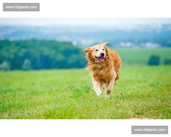 猎犬比赛精彩瞬间集锦，速度与耐力的极限挑战，狗狗们的奋力追逐之战